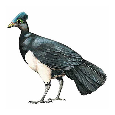 Maleo