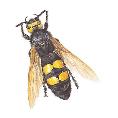 Mammoth Wasp