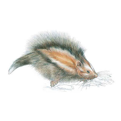 Maned Rat