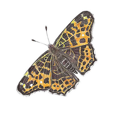 Map Butterfly