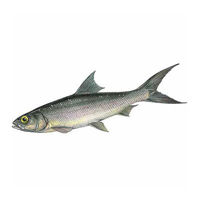 Milkfish