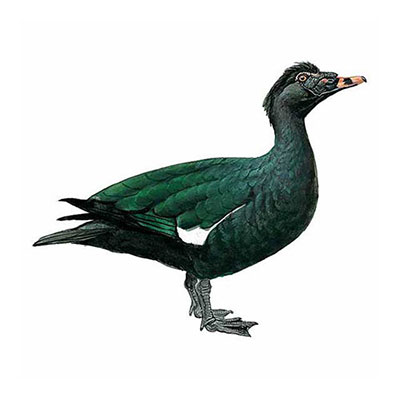 Muscovy Duck