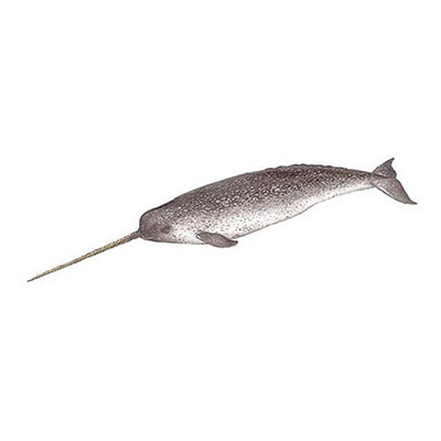 Narwhal