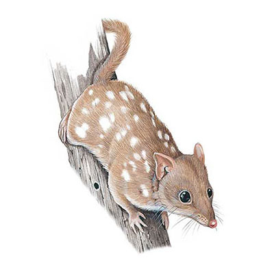 Northern Quoll