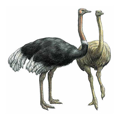 Ostrich