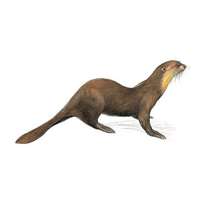 Otter