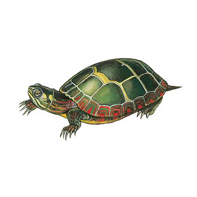 Painted Turtle