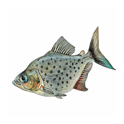  Piranha 