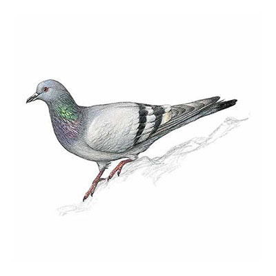 Rock Dove