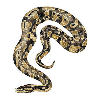  Royal Python 