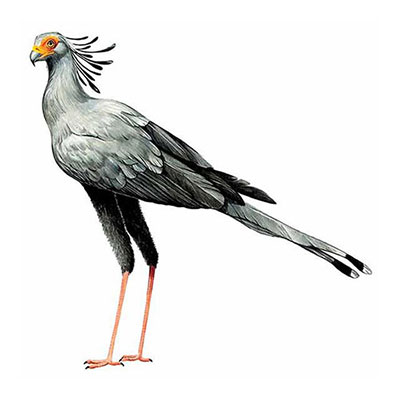 Secretarybird