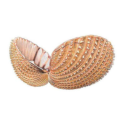 Spiny Cockle