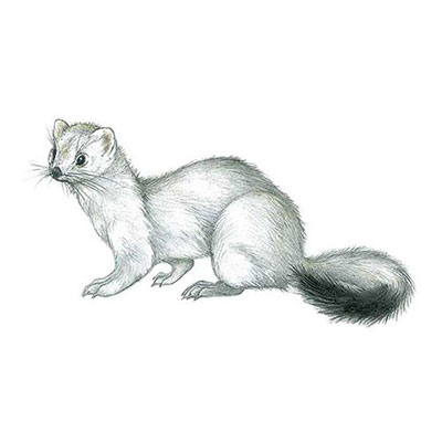 Stoat