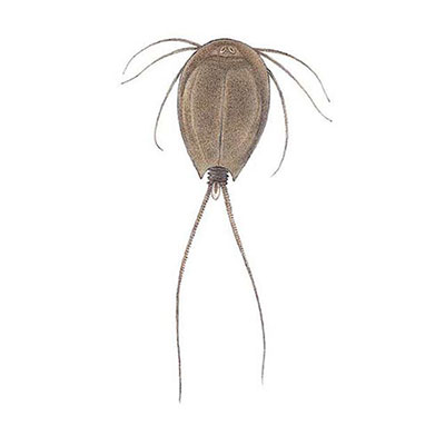 Tadpole Shrimp
