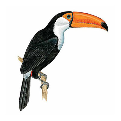 Toucan
