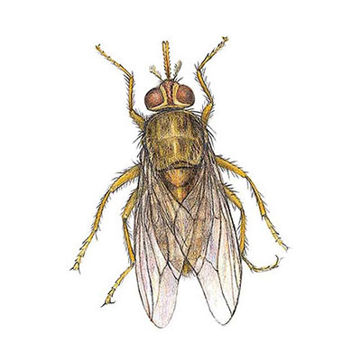 Tsetse Fly