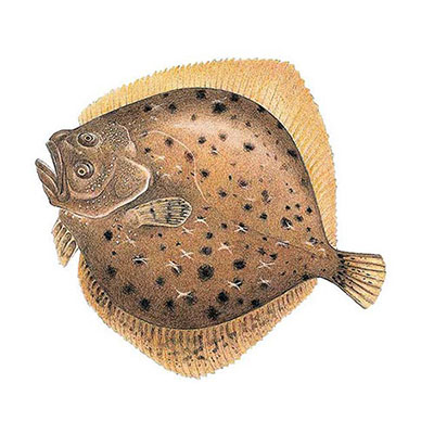 Turbot