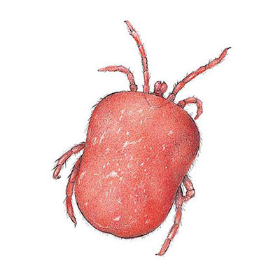 Velvet Mite