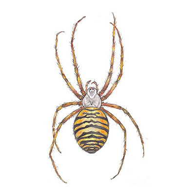Wasp Spider