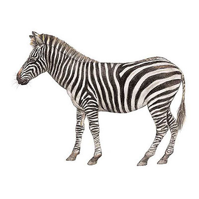 Zebra