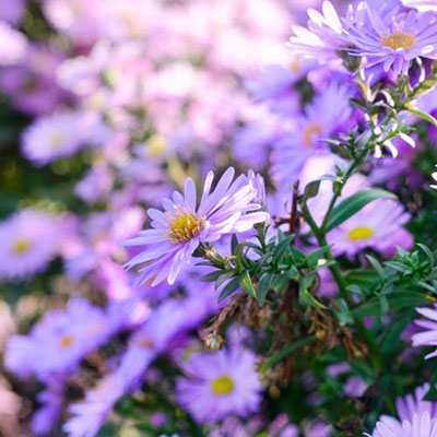 Aster