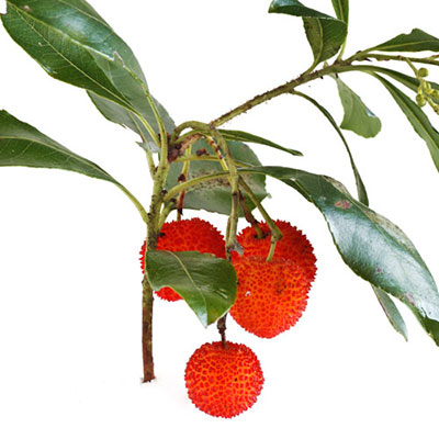  Bayberry 