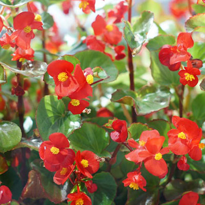 Begonia