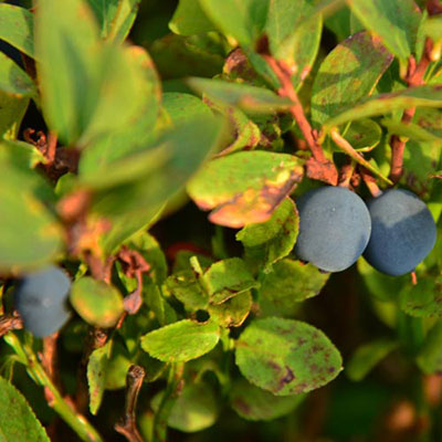  Blueberry 