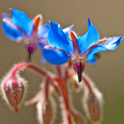  Borage 