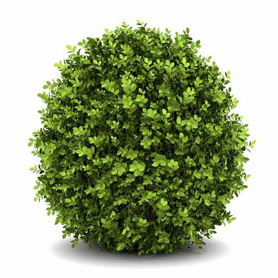 Boxwood Shrub