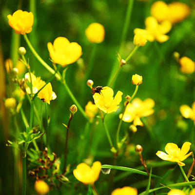 Buttercup