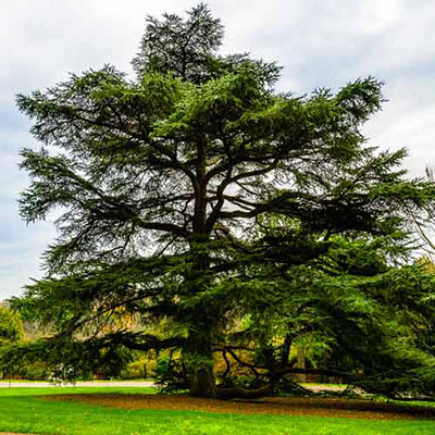 Cedar