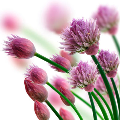 Chives