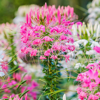 Cleome