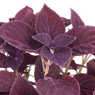 Coleus