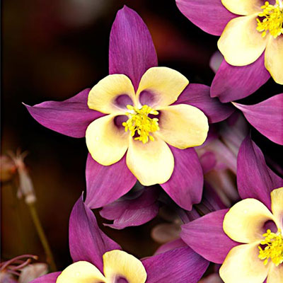 Columbines