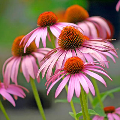 Coneflower