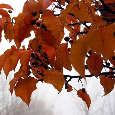 Crabapple Tree