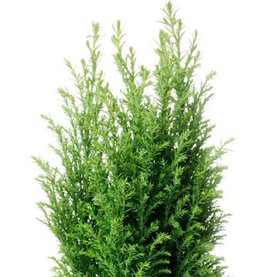 Cypress Tree
