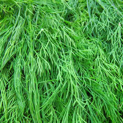 Dill