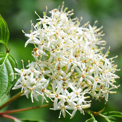 Dogwood