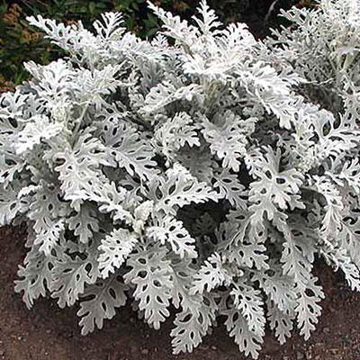 Dusty Miller