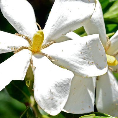 Gardenia