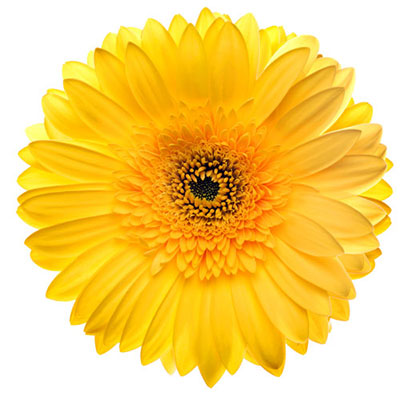 Gerbera