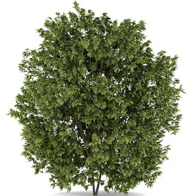  Hackberry Tree 