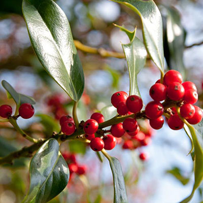 Holly Tree