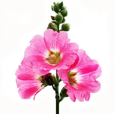 Hollyhock