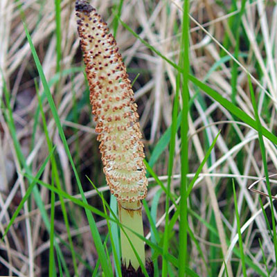  Horsetail 