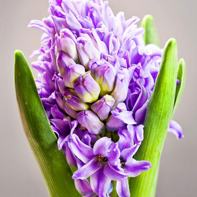 Hyacinth