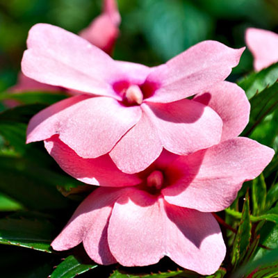 Impatiens